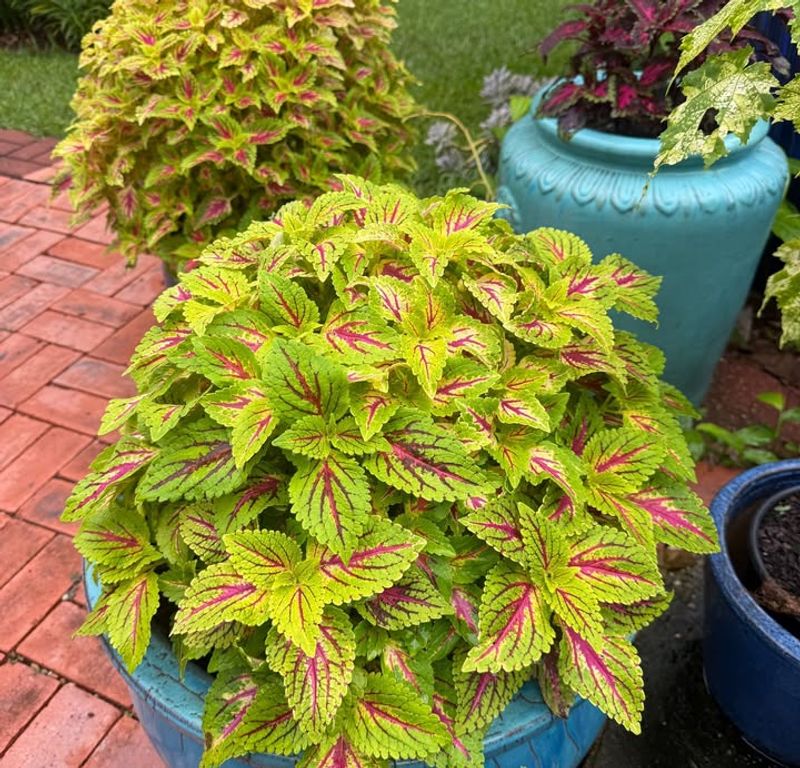 Coleus Keeps Colorful Foliage All Summer Coleus Keeps Colorful Foliage All Summer