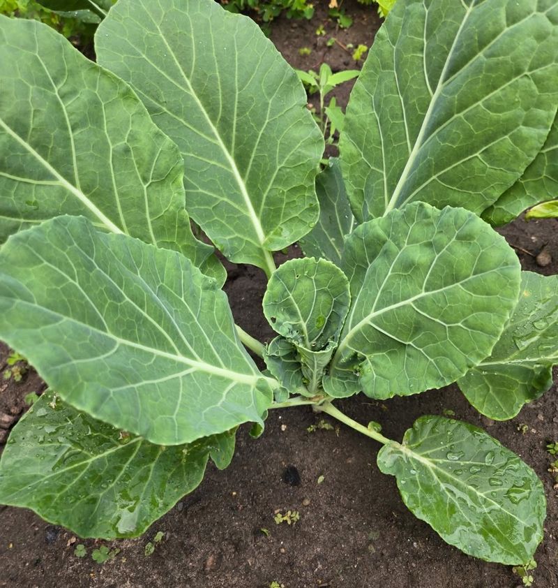 Collards Start The Fall Garden