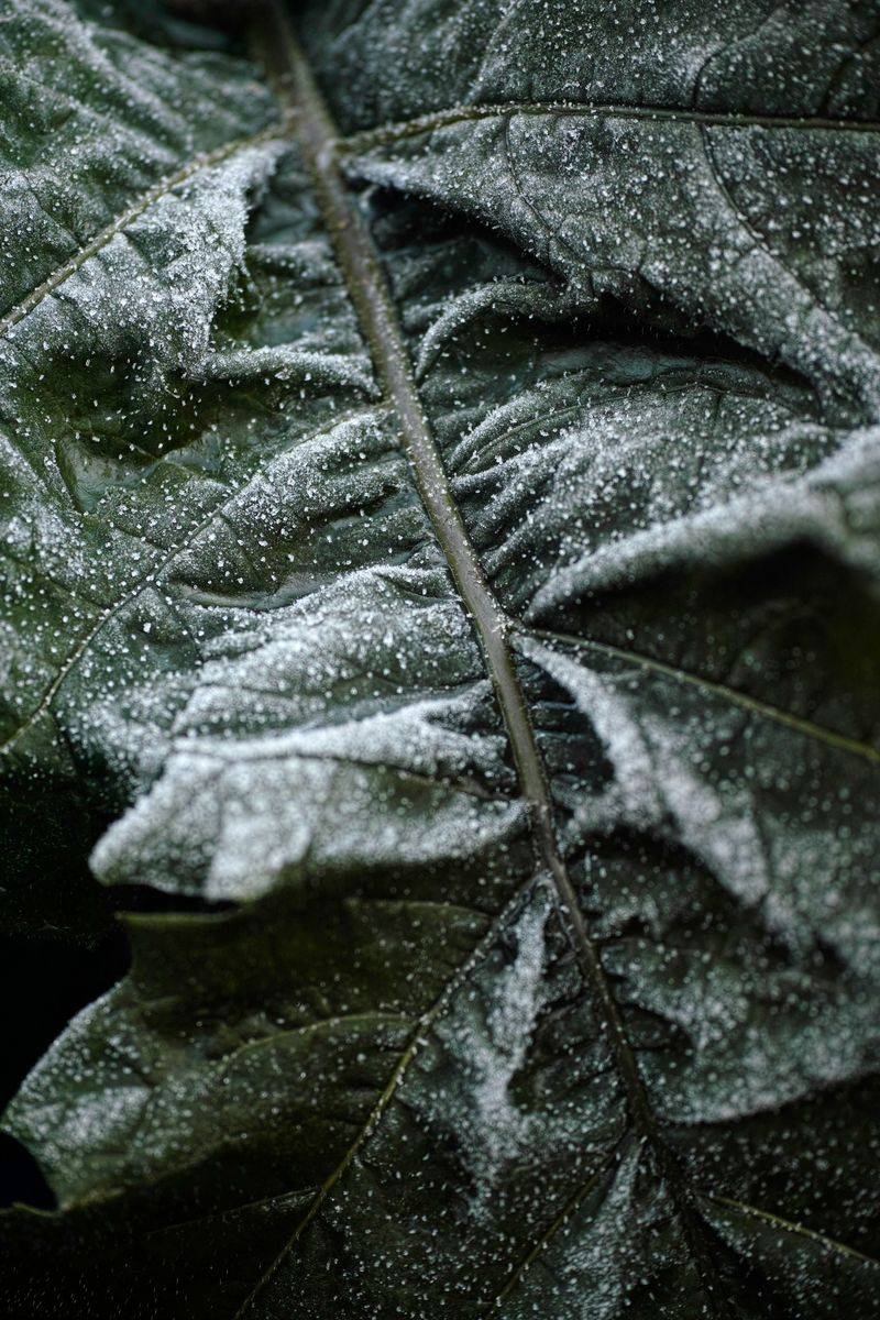 Collards Tolerate Frost Well