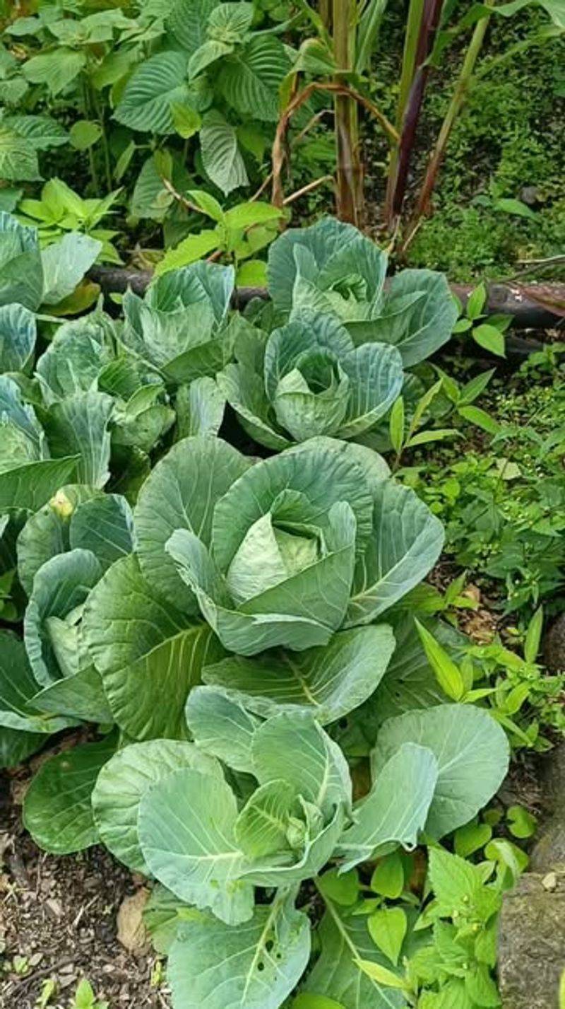 Collards