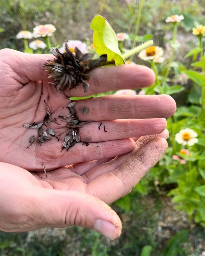 Collect Seeds From Healthy Flowers For Next Season