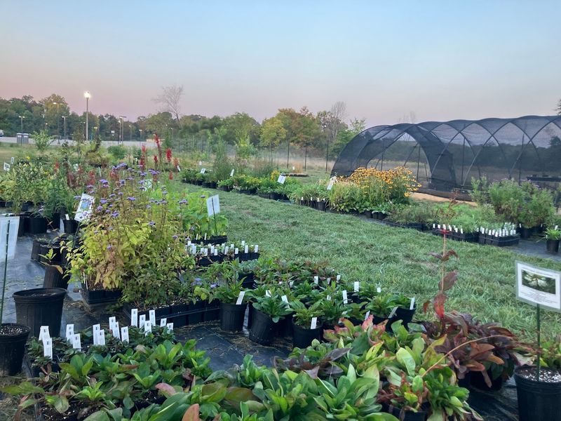 Collins Nursery At Temple University Ambler - Ambler
