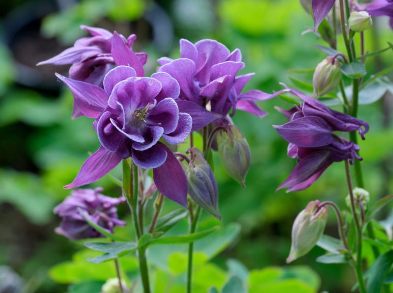 Columbine Columbine