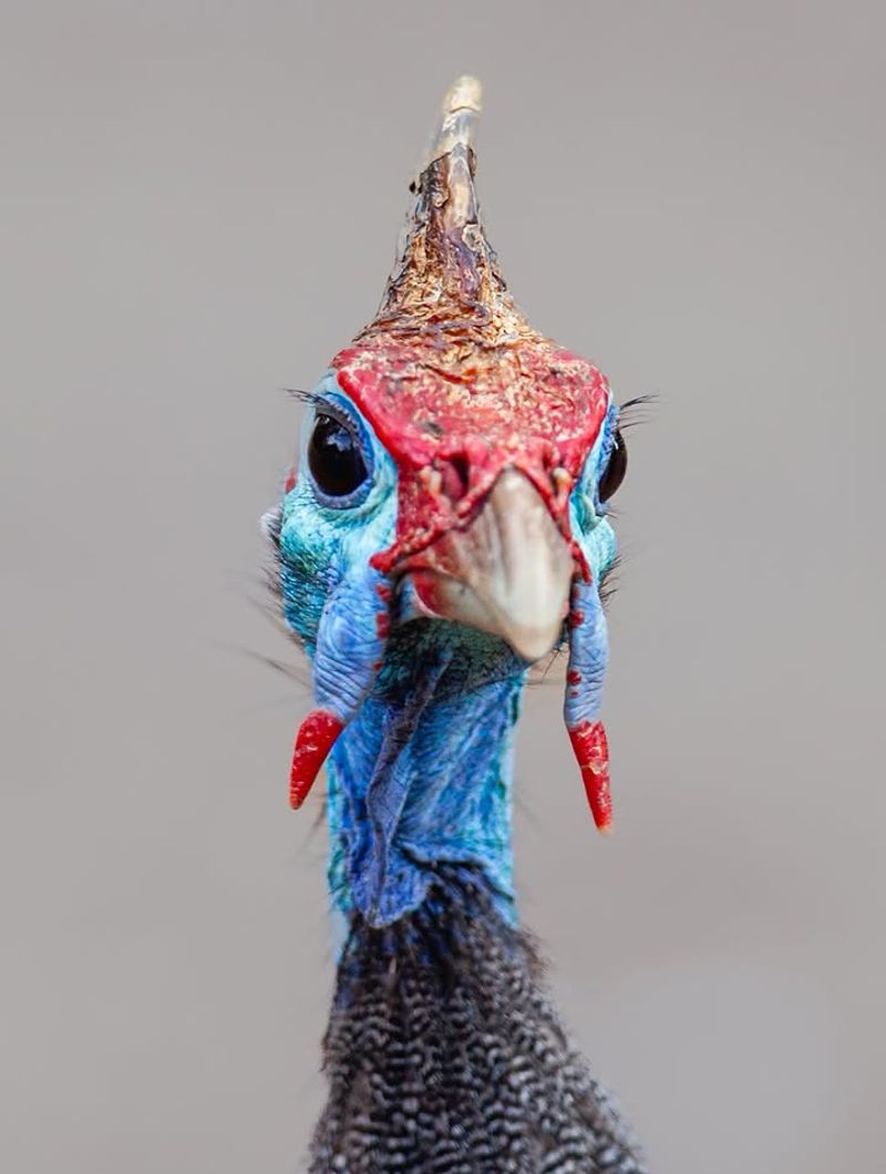 Combining Guinea Fowl With Other Prevention Methods Combining Guinea Fowl With Other Prevention Methods