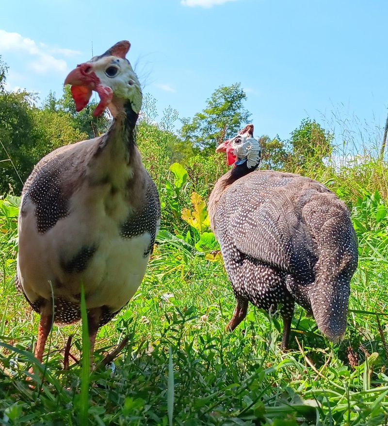 Combining Guinea Fowl With Other Tick Prevention Methods