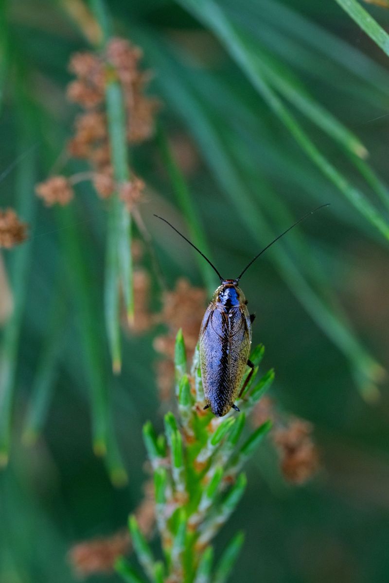 Combining Rosemary With Other Roach Prevention Methods