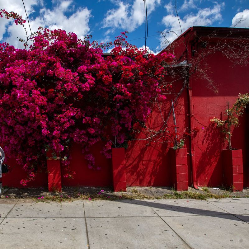 Combustible Vines On Walls Combustible Vines On Walls