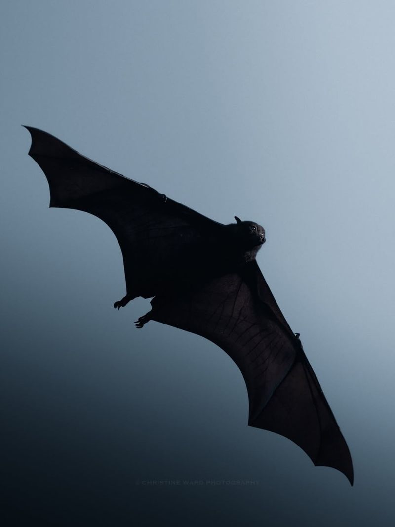 Common Bat Species Seen In Indiana At Dusk