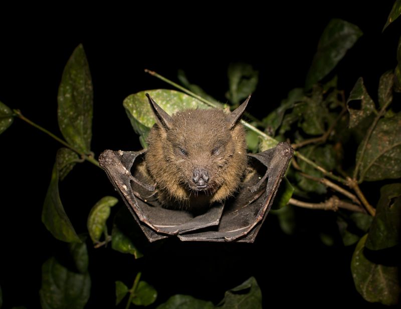 Common Bat Species Seen In Tennessee Backyards Common Bat Species Seen In Tennessee Backyards