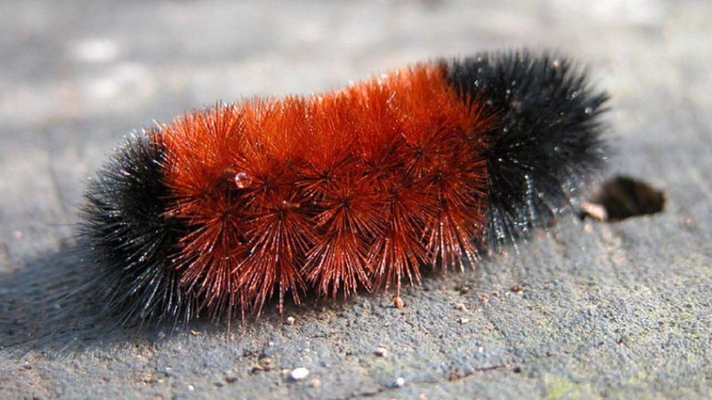 Common Beliefs About These Caterpillars Don't Hold Up To Scrutiny Common Beliefs About These Caterpillars Don't Hold Up To Scrutiny