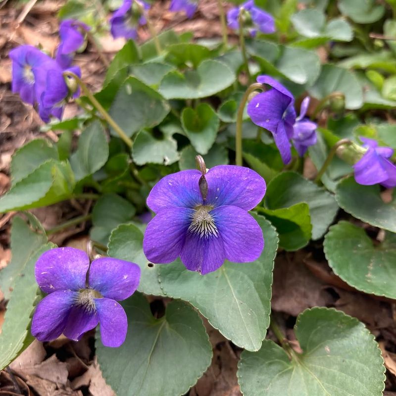 Common Blue Violet