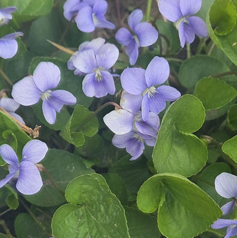 Common Blue Violet Common Blue Violet