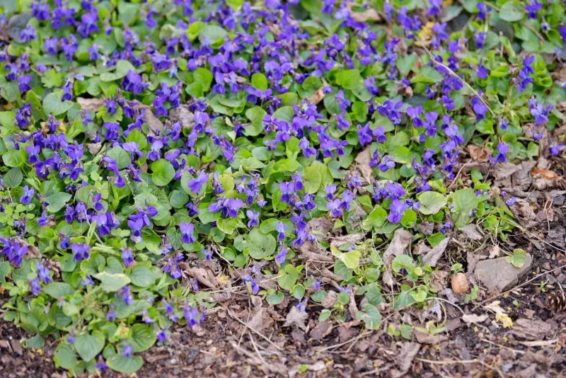 Common Blue Violet Feeds Butterflies While Filling Gaps Fast