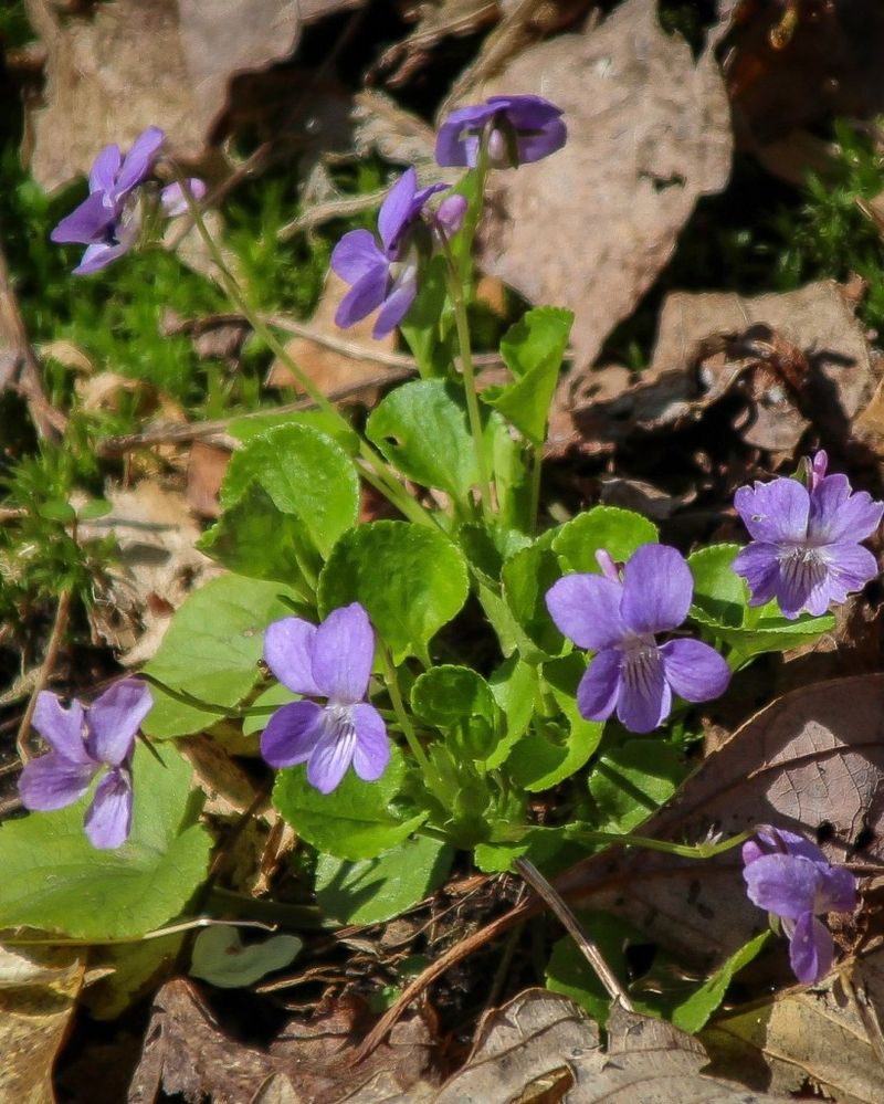 Common Blue Violet Hides In Plain Sight