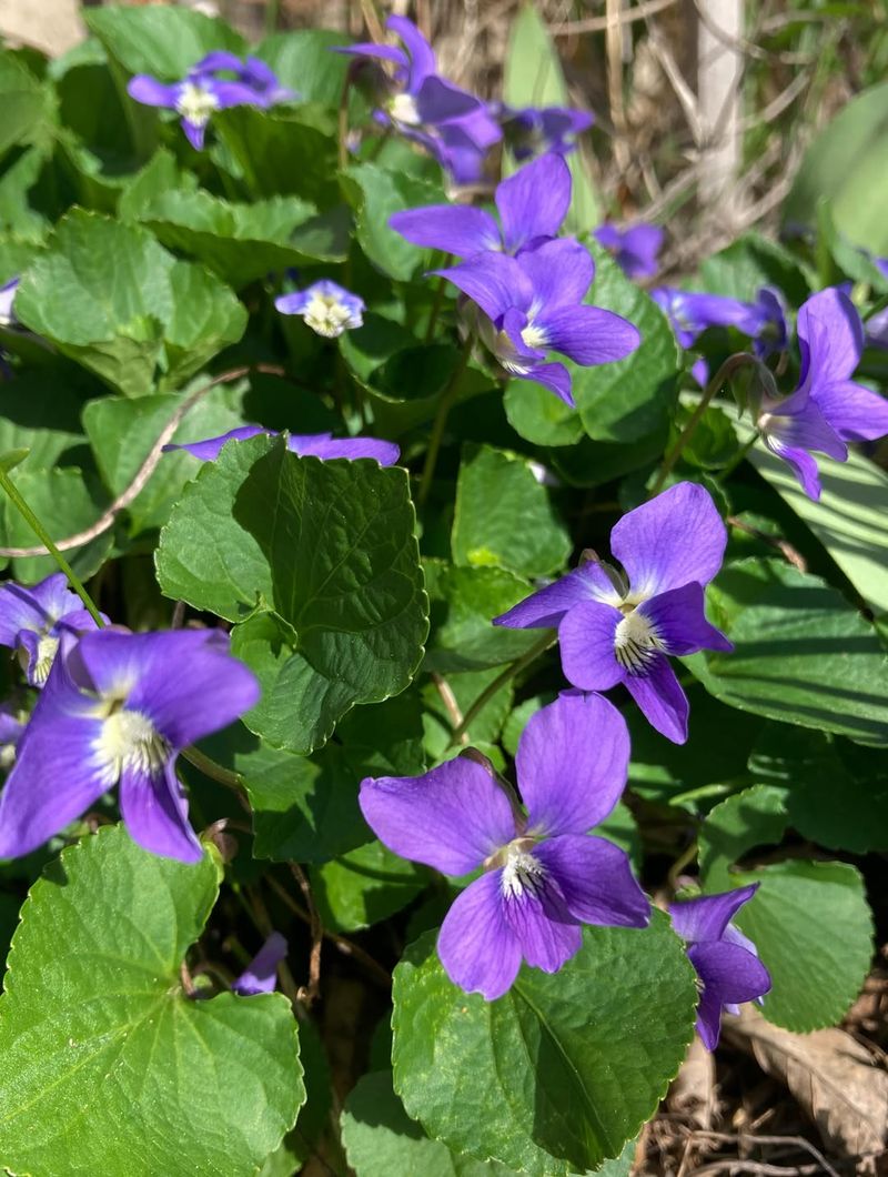 Common Blue Violet Common Blue Violet