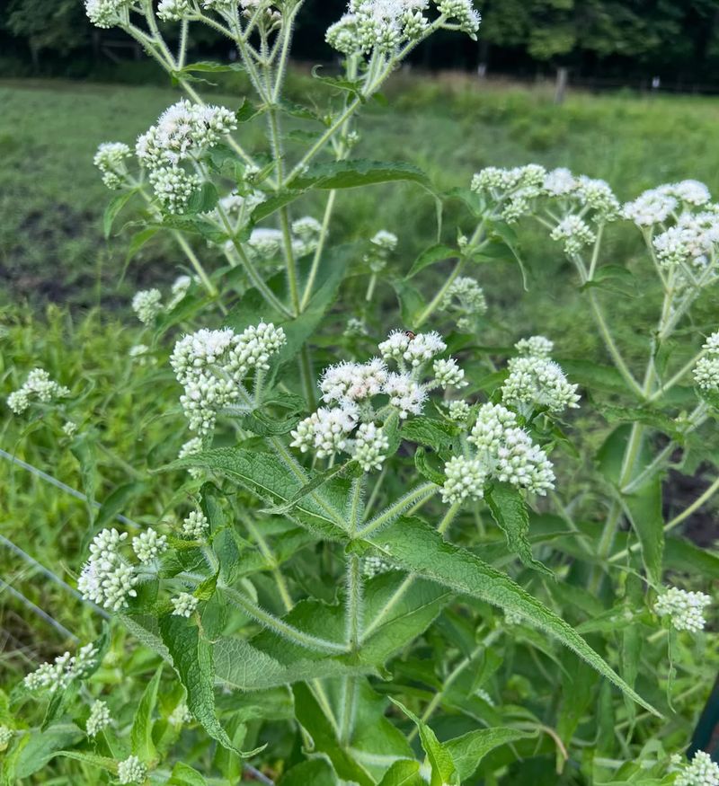 Common Boneset Extends White Flowers Into Late Summer