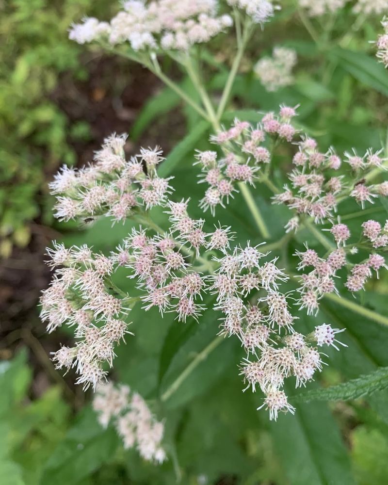 Common Boneset Common Boneset