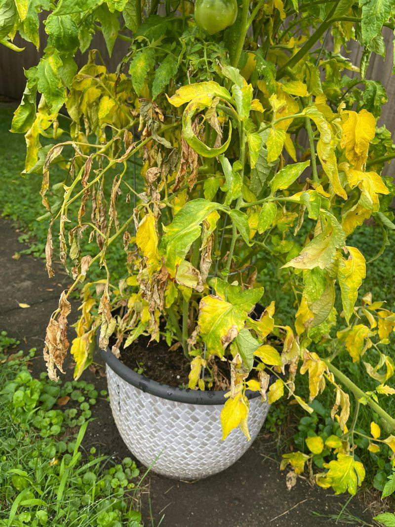 Common Causes Behind Yellowing Tomato Leaves Common Causes Behind Yellowing Tomato Leaves