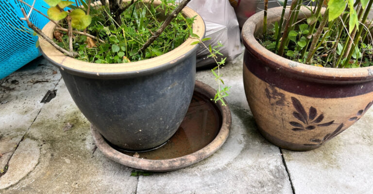 Common Container Garden Mistake That Attracts Mosquitoes In Arizona
