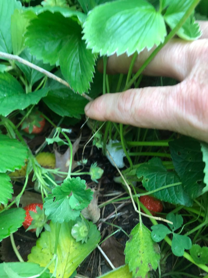 Common Garden Plants Attract These Hidden Insects Common Garden Plants Attract These Hidden Insects