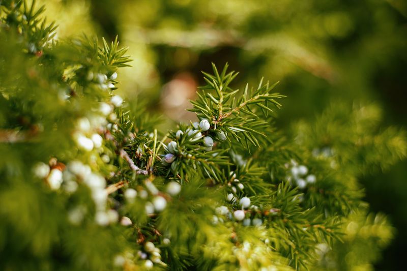 Common Juniper Common Juniper
