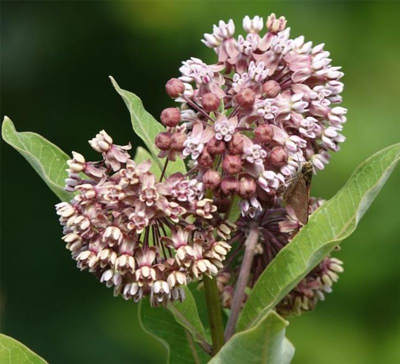 Common Milkweed Common Milkweed
