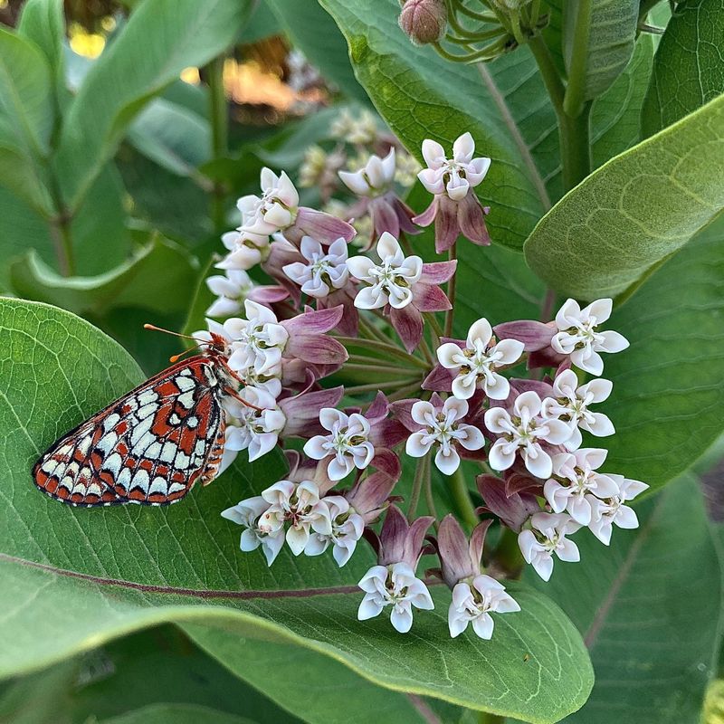 Common Milkweed Common Milkweed