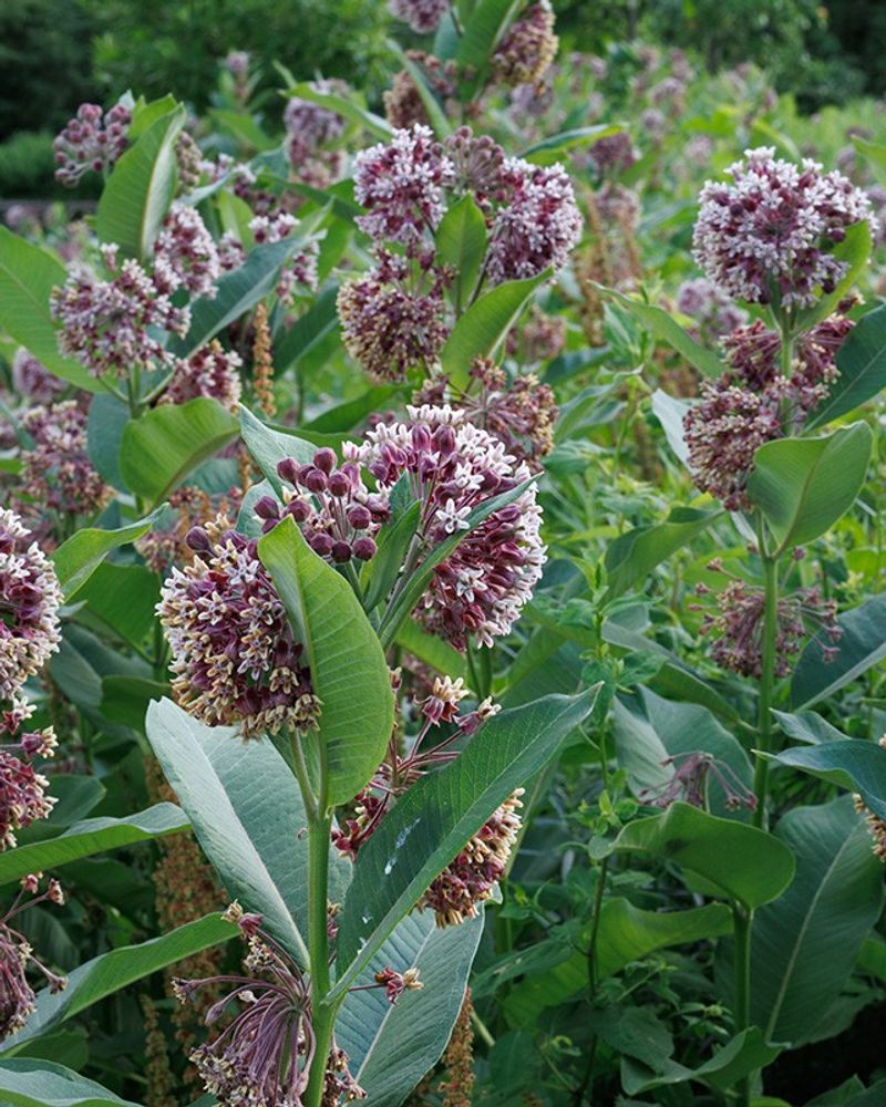 Common Milkweed