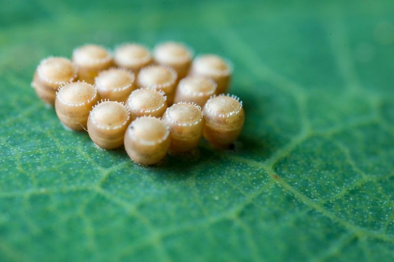Common Missouri Bugs That Leave White Eggs Common Missouri Bugs That Leave White Eggs