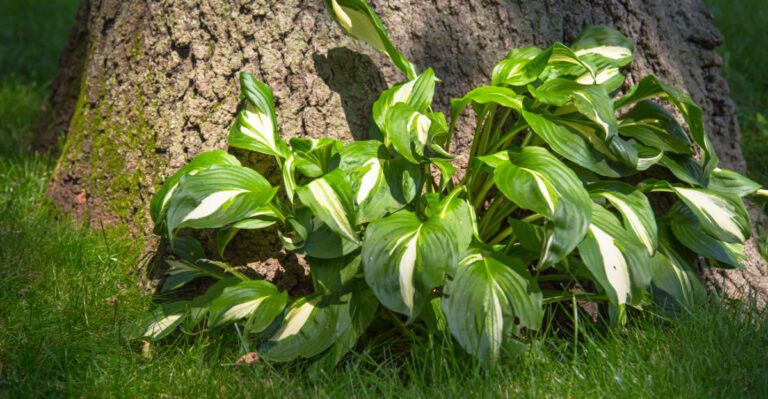 hosta near tree