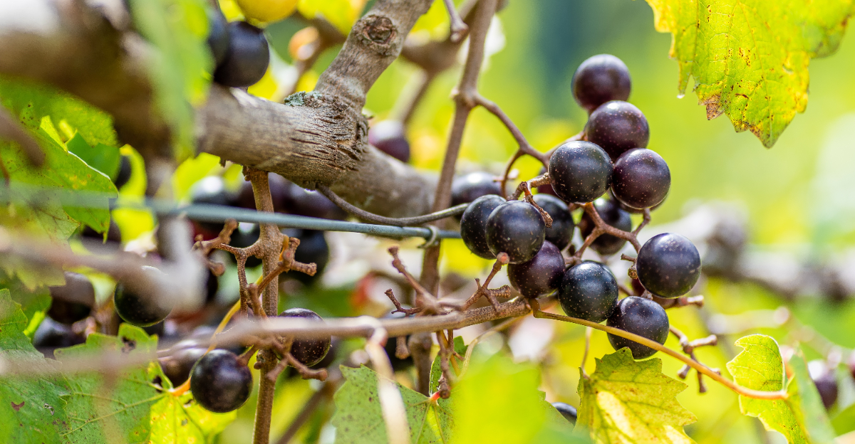 muscadine grapes
