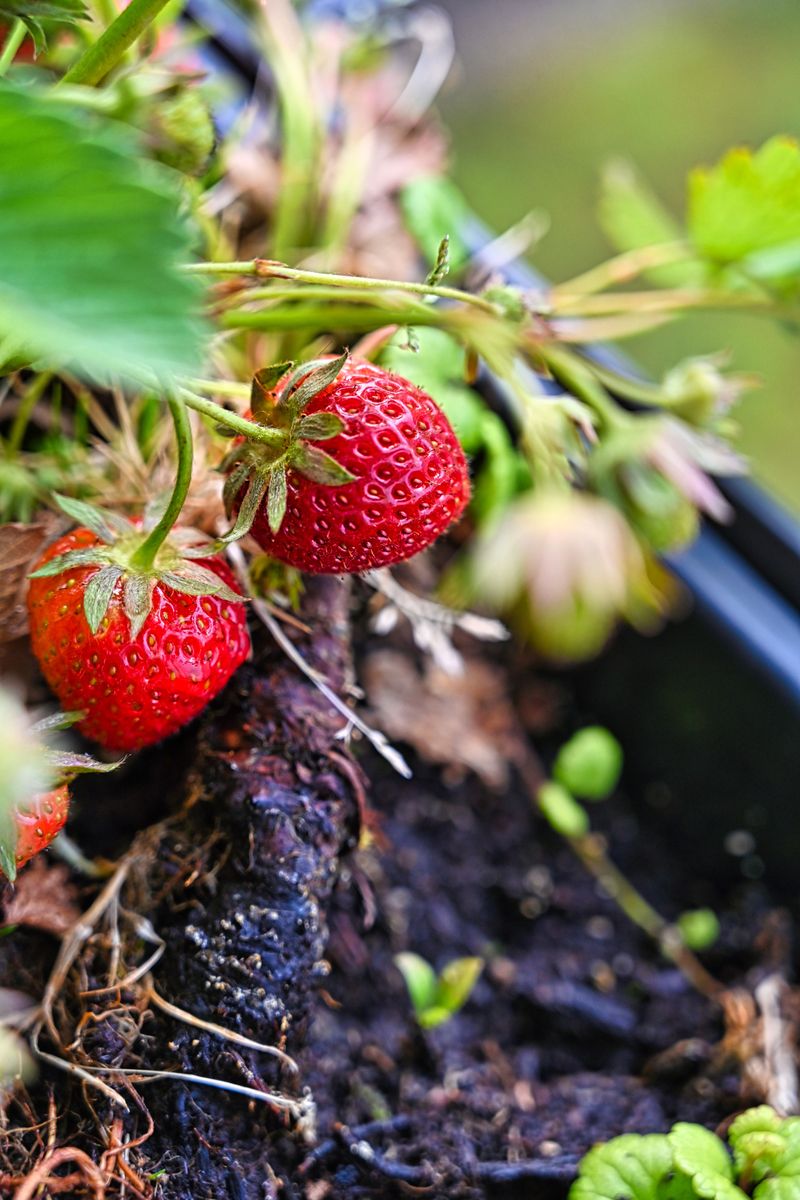 Common Mistakes Ohio Gardeners Make With August Fertilizing Common Mistakes Ohio Gardeners Make With August Fertilizing