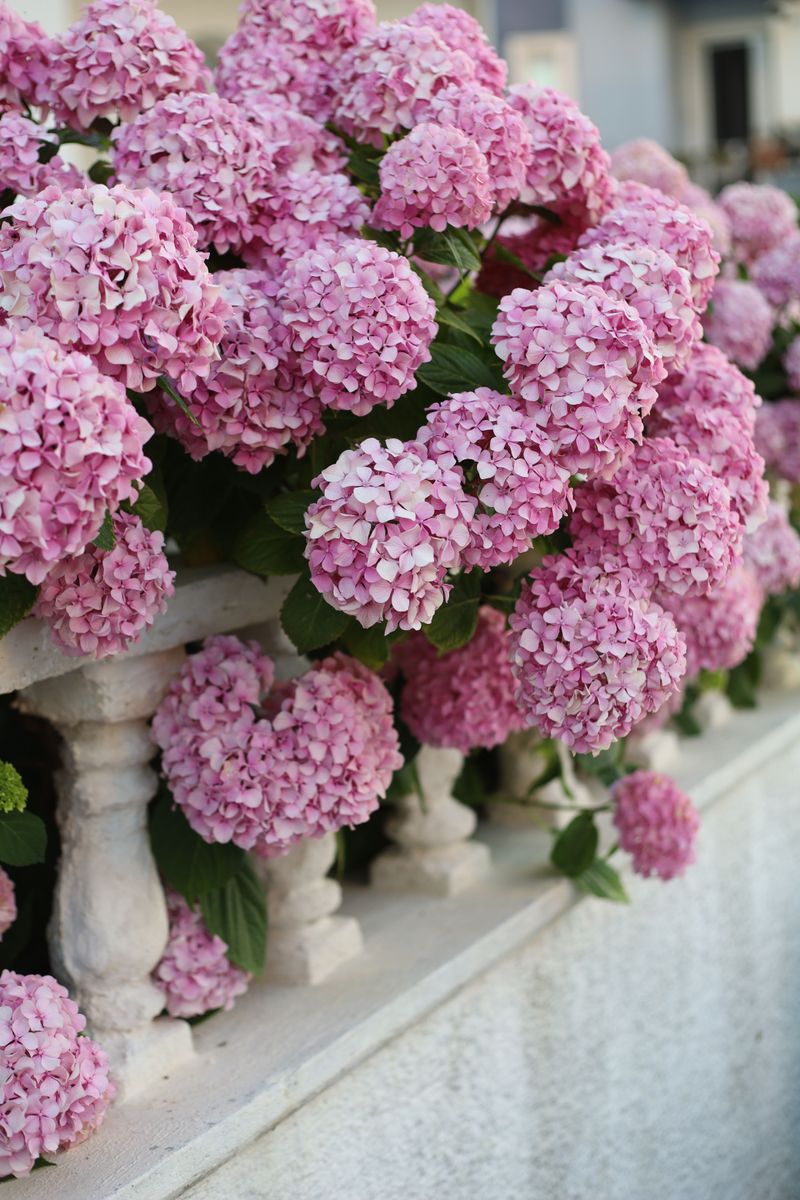 Common Mistakes That Affect Next Year's Flowers