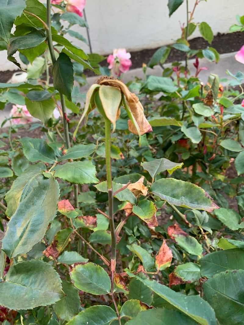 Common Mistakes That Delay Fall Blooms Common Mistakes That Delay Fall Blooms