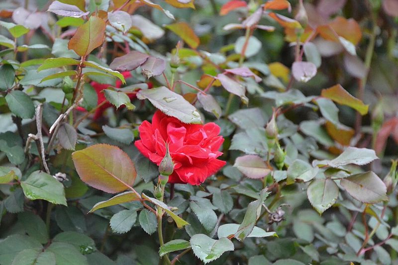 Common Mistakes That Stall Fall Blooms Common Mistakes That Stall Fall Blooms