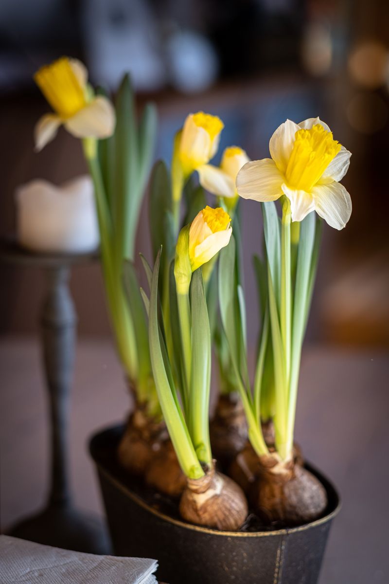 Common Mistakes That Weaken A Bulb Layout Plan Common Mistakes That Weaken A Bulb Layout Plan