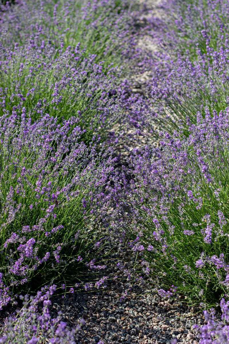 Common Mistakes That Weaken Blooms And Fragrance Common Mistakes That Weaken Blooms And Fragrance
