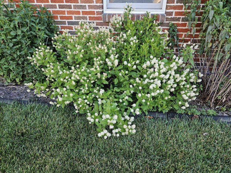 Common Mistakes To Avoid When Growing This Herb Common Mistakes To Avoid When Growing This Herb