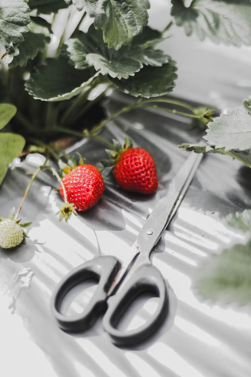 Common Mistakes To Avoid When Renovating Strawberry Beds