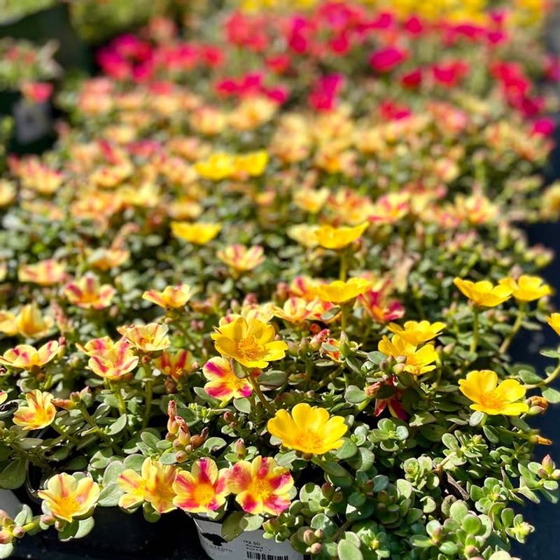 Common Mistakes To Avoid With Purslane