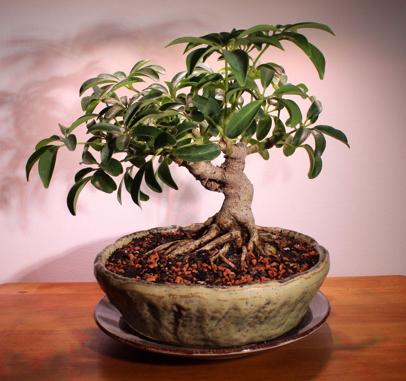 Common Mistakes To Avoid With Schefflera Bonsai Common Mistakes To Avoid With Schefflera Bonsai
