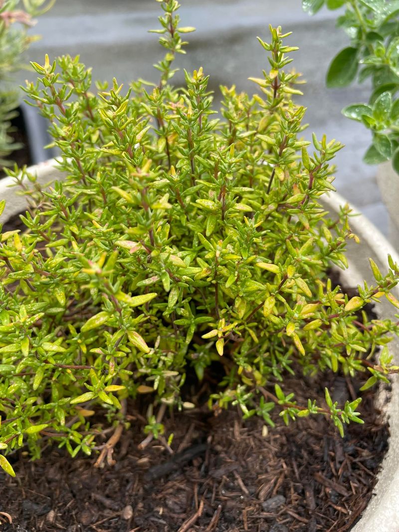Common Mistakes To Avoid With This Herb Pairing Common Mistakes To Avoid With This Herb Pairing
