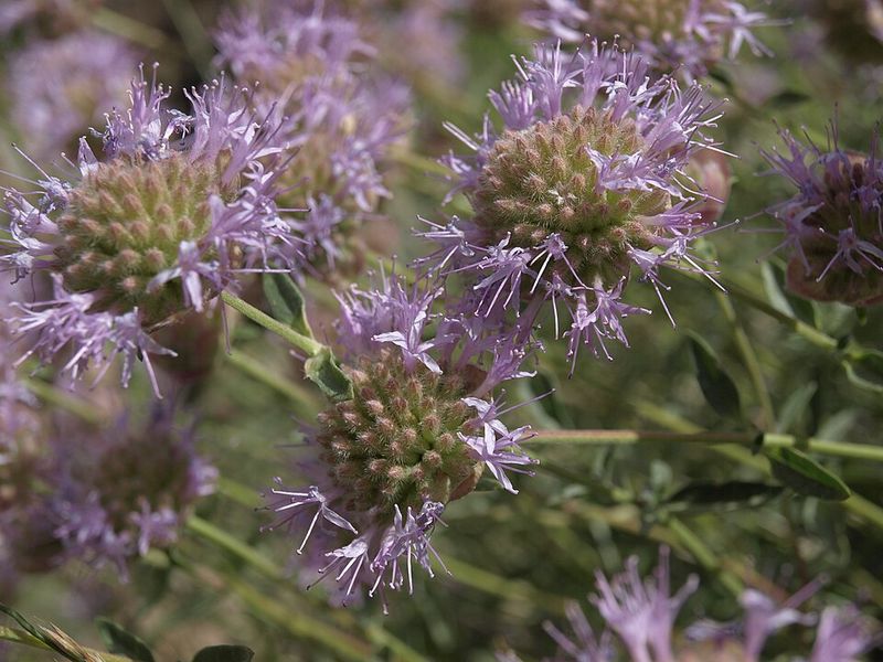 Common Mountain Mint