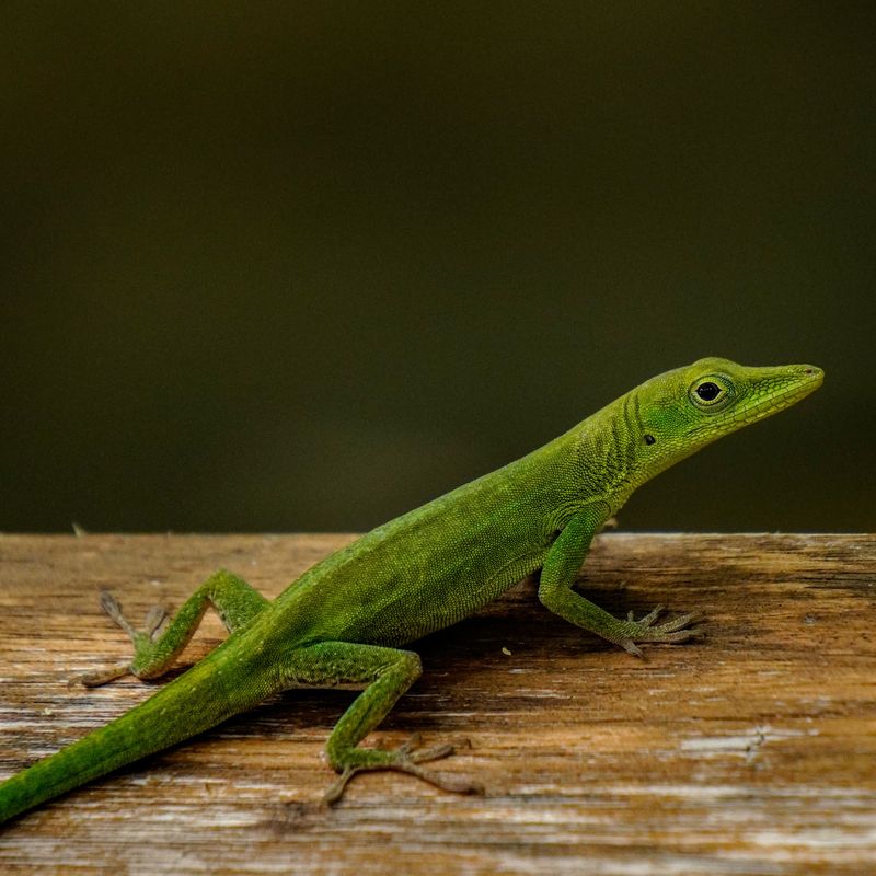 Common Myths About Green Anoles Debunked
