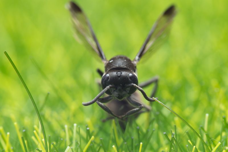 Common Myths About Lawn-Hovering Wasps