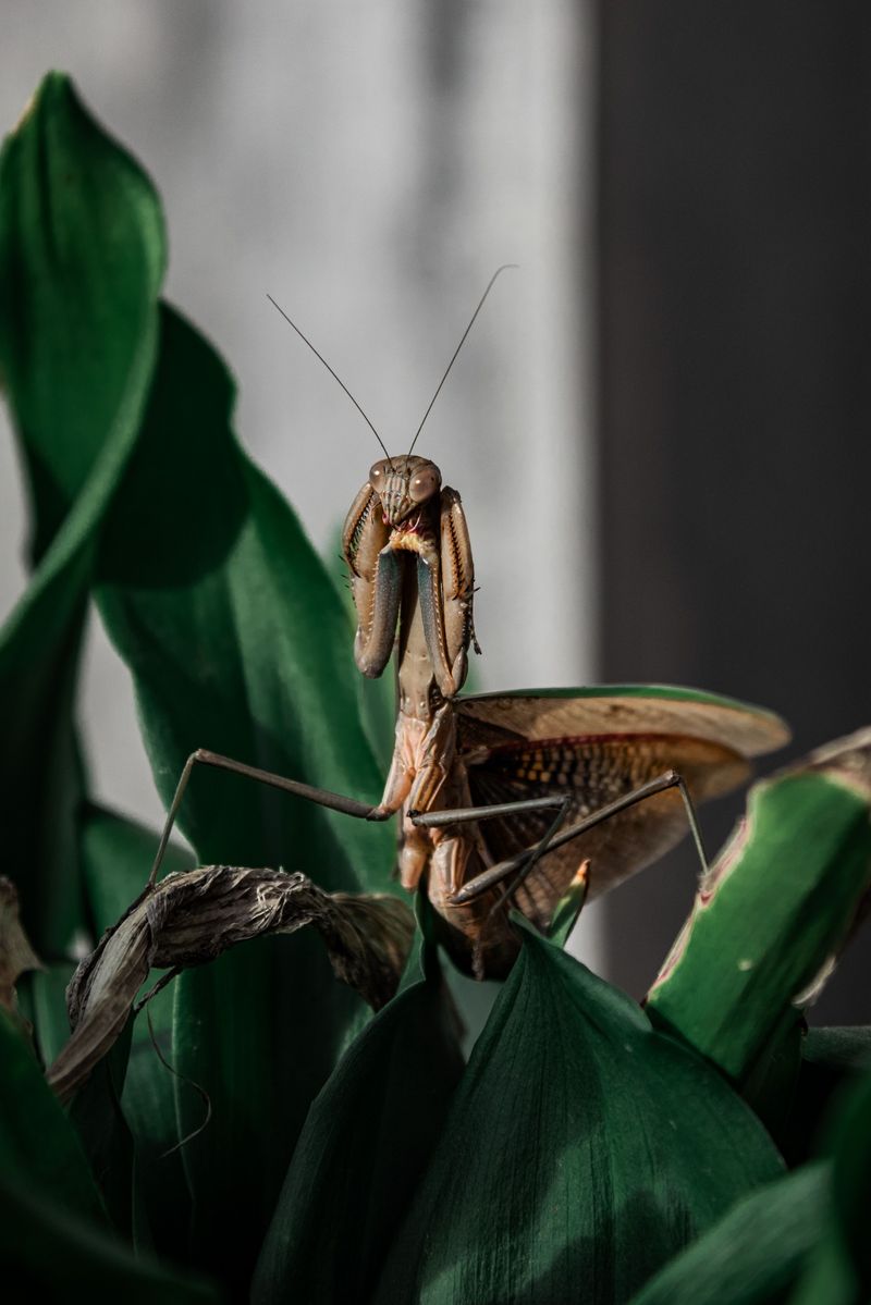 Common Myths About Praying Mantises Debunked