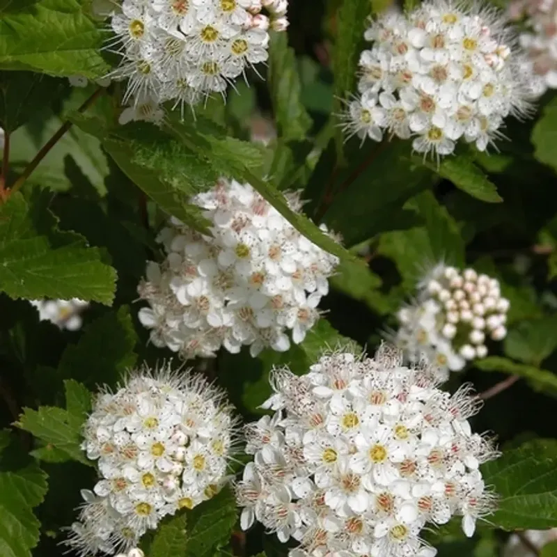 Common Ninebark Common Ninebark