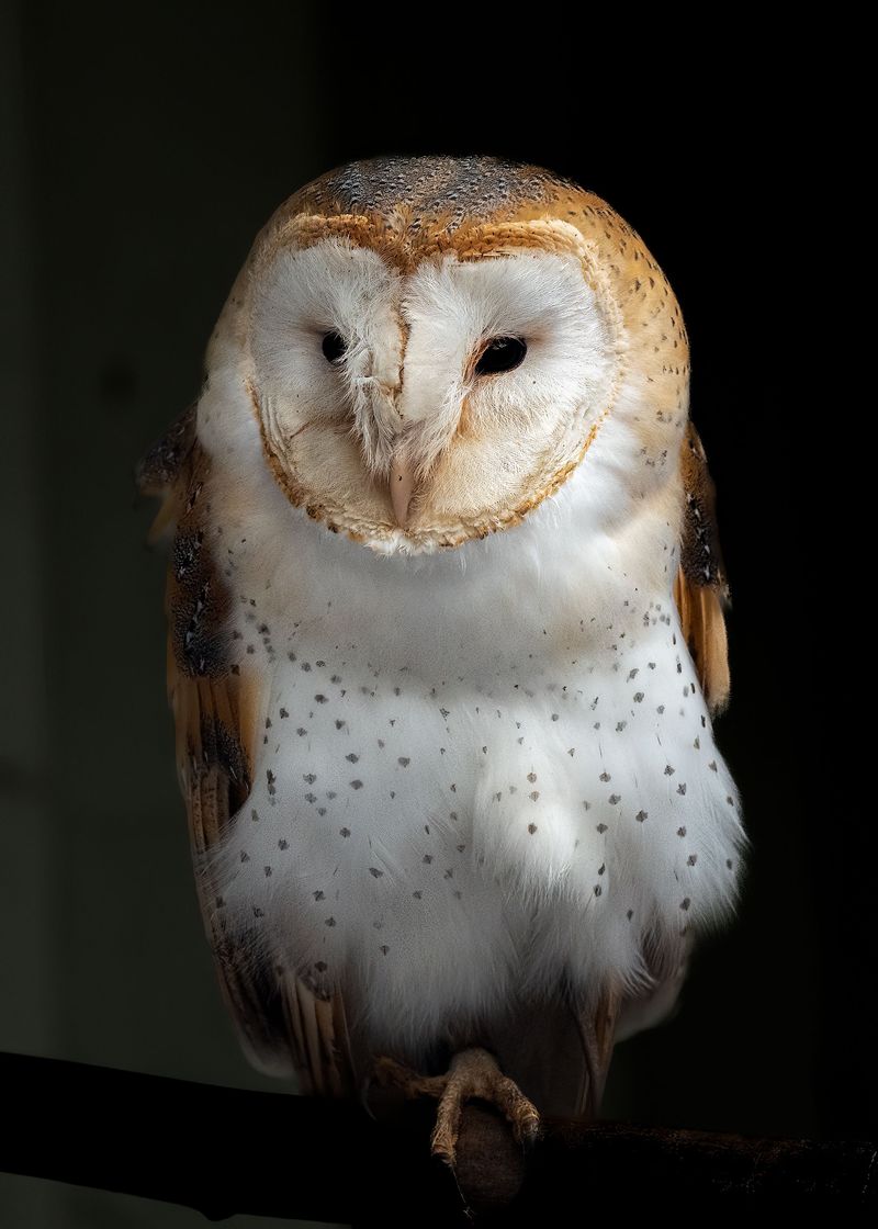 Common Owl Species Found In Wisconsin Neighborhoods