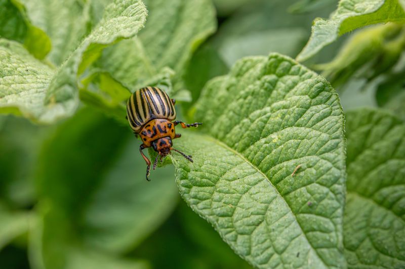 Common Pests And Diseases To Watch For Common Pests And Diseases To Watch For