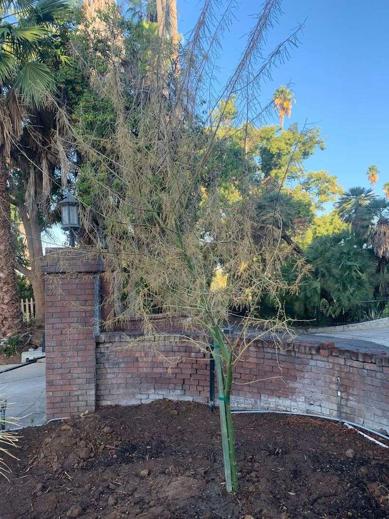 Common Planting Mistakes To Avoid